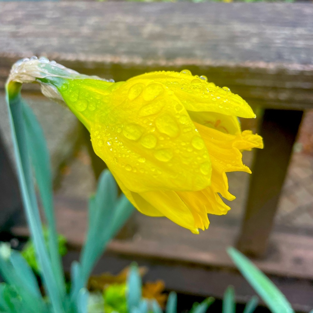 Meet your Posher, Garden Girl